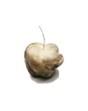 Olivenwachs-Kerze Knoten - kleine