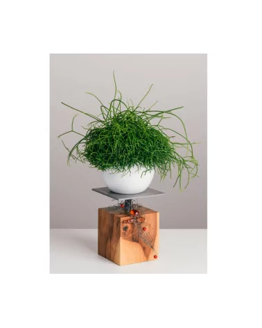 Kerzenständer Apfelbaum Holz - Johanna mit Pflanze