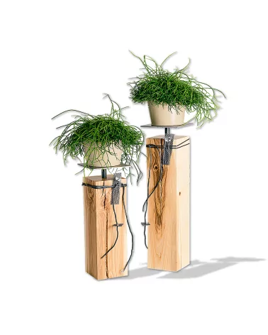 Set Kerzenständer Esche Holz - Klara mit Pflanze